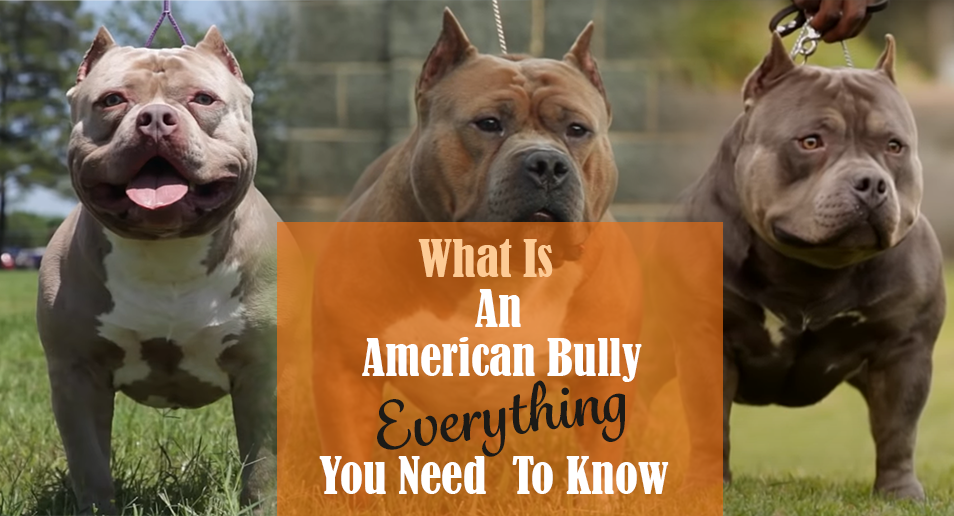 What Is An American Bully: Everything You Need To Know