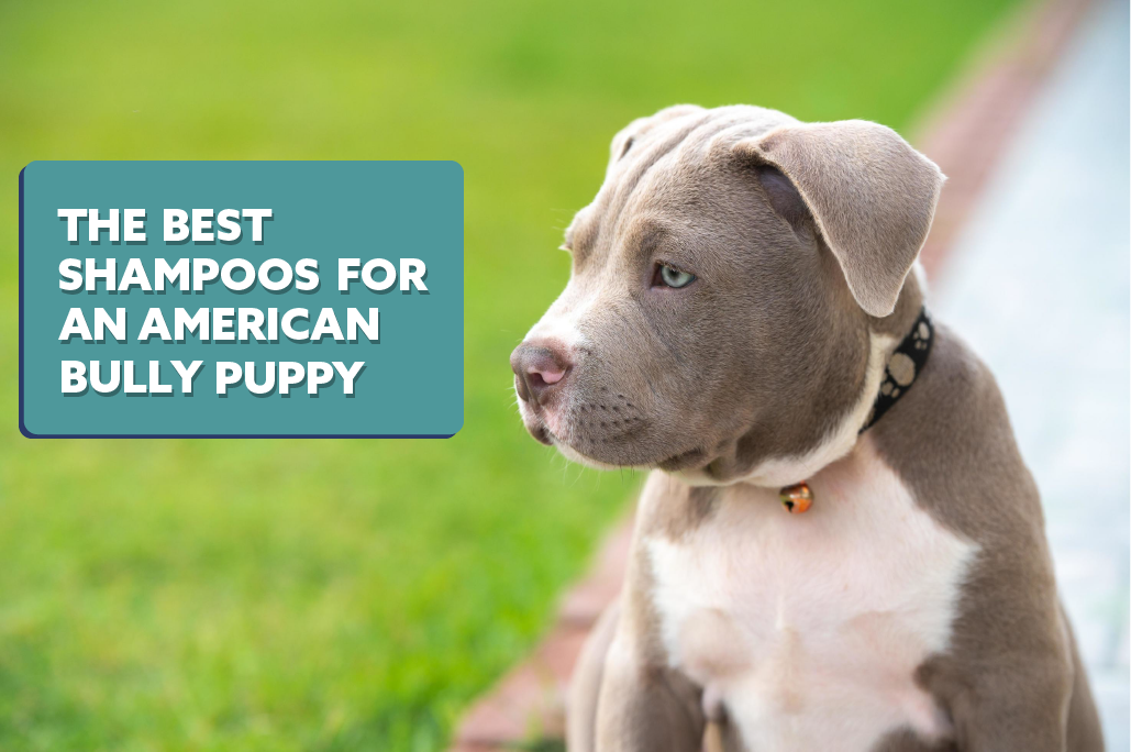 The 9 Best Shampoos For Your American Bully Puppy: The Complete Guide ...