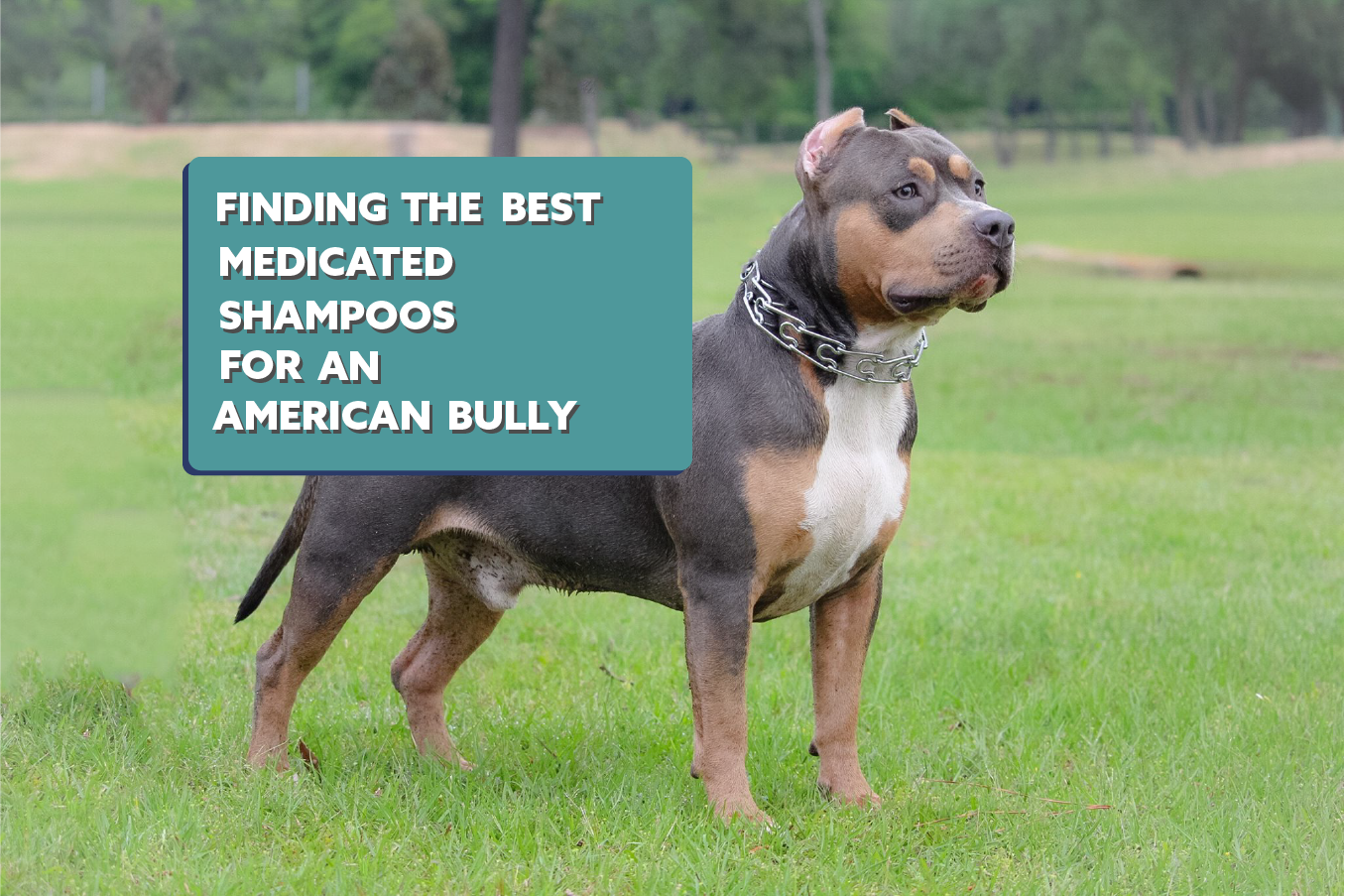 The 5 Best Medicated Shampoos for American Bullies | I Love Bully Breeds